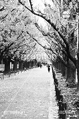 外苑イチョウ並木,モノクロ,白黒,しろくろ,モノクローム,単色画,単彩画,単色