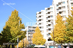 原宿駅前イチョウ並木,イチョウ,いちょう,イチョウ並木,原宿駅前,駅前,原宿,はらじゅく,渋谷区,交差点,並木,並木通り,秋