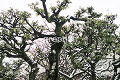 木々に積もる雪,雪,ゆき,積,木々,冬,降る,積雪,snow,winter