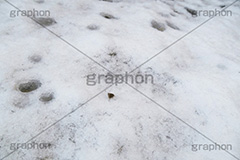 降り積もる雪,雪,ゆき,積,地面,凍り,冬,降り,積もる,滑る,積雪,snow,winter