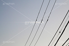 飛行機雲,ひこうき雲,青空,空,晴,雲,お天気,空/天気,空/雲,電線