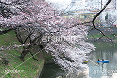 武道館の桜,武道館,九段下,牛ヶ淵,桜,ソメイヨシノ,オオシマザクラ,さくら,サクラ,桜まつり,花見,お花見,花,お花,フラワー,はな,綺麗,きれい,キレイ,満開,咲,春,千代田区,blossom,japan,flower