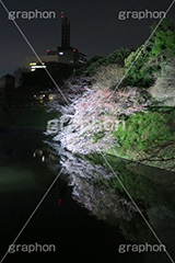 武道館の桜,武道館,九段下,牛ヶ淵,桜,ソメイヨシノ,オオシマザクラ,さくら,サクラ,桜まつり,花見,お花見,夜桜,花,お花,フラワー,はな,綺麗,きれい,キレイ,満開,咲,春,千代田区,blossom,japan,flower