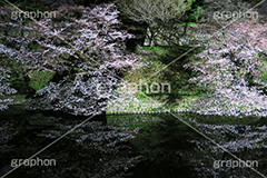 武道館の桜,武道館,九段下,牛ヶ淵,桜,ソメイヨシノ,オオシマザクラ,さくら,サクラ,桜まつり,花見,お花見,夜桜,花,お花,フラワー,はな,綺麗,きれい,キレイ,満開,咲,春,千代田区,blossom,japan,flower