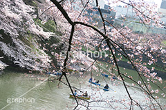 武道館の桜,武道館,九段下,牛ヶ淵,桜,ソメイヨシノ,オオシマザクラ,さくら,サクラ,桜まつり,花見,お花見,花,お花,フラワー,はな,綺麗,きれい,キレイ,満開,咲,春,千代田区,blossom,japan,flower