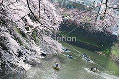 武道館の桜,武道館,九段下,牛ヶ淵,桜,ソメイヨシノ,オオシマザクラ,さくら,サクラ,桜まつり,花見,お花見,花,お花,フラワー,はな,綺麗,きれい,キレイ,満開,咲,春,千代田区,blossom,japan,flower