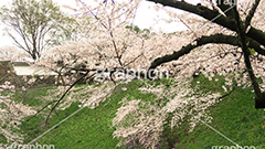 牛ヶ淵の桜,武道館,九段下,牛ヶ淵,桜,ソメイヨシノ,オオシマザクラ,さくら,サクラ,桜まつり,花見,お花見,花,お花,フラワー,はな,flower,花より団子,綺麗,きれい,キレイ,満開,咲,祭り,まつり,春,千代田区,ワイド撮影,blossom,japan
