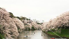 牛ヶ淵の桜,武道館,九段下,牛ヶ淵,桜,ソメイヨシノ,オオシマザクラ,さくら,サクラ,桜まつり,花見,お花見,花,お花,フラワー,はな,flower,花より団子,綺麗,きれい,キレイ,満開,咲,祭り,まつり,春,千代田区,ワイド撮影,blossom,japan