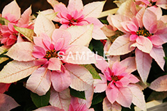 ポインセチア,花,はな,フラワー,造花,ピンク,クリスマスの花,季節感,イベント,冬,行事,flower,winter,Christmas