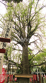 大公孫樹,鬼子母神,寺,安産祈願,安産,鬼子母尊神,寺,神,お寺,参拝,お参り,祈願,境内,雑司ヶ谷,文京区,ワイド撮影