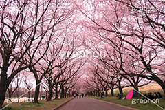 公園さくら,桜,ソメイヨシノ,さくら,サクラ,桜まつり,花見,お花見,花,お花,フラワー,はな,flower,花より団子,綺麗,きれい,キレイ,満開,咲,祭り,まつり,春,公園,blossom,japan,水上公園,埼玉,川越水上公園,川越