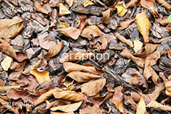 落葉,落ち葉,黄葉,秋,季語,色づく,枯葉,枯れ,葉,葉っぱ,autumn