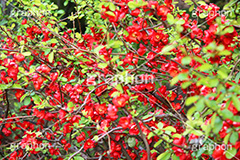 木瓜の花,木瓜,ぼっくわ,ボケ,美しい,華やか,落葉低木,花,お花,フラワー,はな,flower,咲,春,花弁,綺麗,きれい,キレイ
