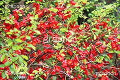 木瓜の花,木瓜,ぼっくわ,ボケ,美しい,華やか,落葉低木,花,お花,フラワー,はな,flower,咲,春,花弁,綺麗,きれい,キレイ