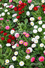 デイジー,花,お花,フラワー,はな,flower,デージー,キク科,多年草,咲,春,花弁,綺麗,きれい,キレイ