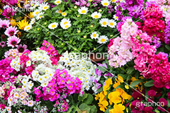 春のお花畑,花畑,花,お花,フラワー,はな,flower,咲,春,花弁,綺麗,きれい,キレイ,ストック,ヒナギク,デイジー,デージー
