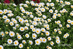 ヒナギク,チョウメイギク,エンメイギク,キク科,多年草,花,お花,フラワー,はな,flower,デイジー,雛菊,ひなぎく,満開,咲,総状,香り,綺麗,きれい,キレイ,可憐