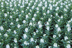 白いストック,ストック,花,お花,フラワー,はな,白,紫羅欄花,アラセイトウ,アブラナ科,満開,咲,総状,香り,綺麗,きれい,キレイ,可憐,冬,flower