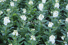 白いストック,ストック,花,お花,フラワー,はな,白,紫羅欄花,アラセイトウ,アブラナ科,満開,咲,総状,香り,綺麗,きれい,キレイ,可憐,冬,flower