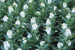 白いストック,ストック,花,お花,フラワー,はな,白,紫羅欄花,アラセイトウ,アブラナ科,満開,咲,総状,香り,綺麗,きれい,キレイ,可憐,冬,flower