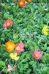 ポピー,花,お花,フラワー,はな,flower,ケシ,ヒナゲシ,ケシ科,七色の恋,感謝,咲,春,花弁,綺麗,きれい,キレイ