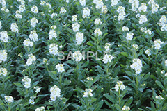 白いストック,ストック,花,お花,フラワー,はな,白,紫羅欄花,アラセイトウ,アブラナ科,満開,咲,総状,香り,綺麗,きれい,キレイ,可憐,冬,flower