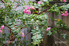 草花に雨粒,雨,あめ,梅雨,つゆ,草,植物,水滴,雨粒,小雨,rain,レイン,雨の日