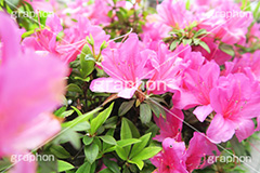 ツツジ,花,お花,フラワー,はな,flower,サツキ,シャクナゲ,ツツジ科,咲,春,花弁,綺麗,きれい,キレイ,ピンク