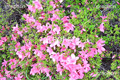 ツツジ,花,お花,フラワー,はな,flower,サツキ,シャクナゲ,ツツジ科,咲,春,花弁,綺麗,きれい,キレイ,ピンク