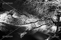お堀×夜桜,モノクロ,白黒,しろくろ,モノクローム,単色画,単彩画,単色,blossom,japan