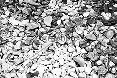 枯れ落葉,モノクロ,白黒,しろくろ,モノクローム,単色画,単彩画,単色