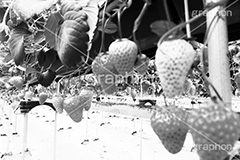 ビニールハウスの苺,モノクロ,白黒,しろくろ,モノクローム,単色画,単彩画,単色