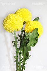 ぽんぽん菊,ピンポンマム,菊,キク科,花,フラワー,flower,花束,贈り物,プレゼント,present,yellow,黄色,丸,ぽんぽん,ポンポン,ピンポン菊,真実,高貴,ブーケ