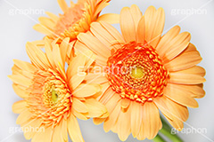 ガーベラ,キク科,ガーベラ属,多年草,アフリカセンボンヤリ,花,フラワー,flower,花束,贈り物,プレゼント,present,orange,オレンジ,崇高美,神秘,ブーケ,生花
