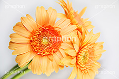 ガーベラ,キク科,ガーベラ属,多年草,アフリカセンボンヤリ,花,フラワー,flower,花束,贈り物,プレゼント,present,orange,オレンジ,崇高美,神秘,ブーケ,生花
