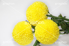 ぽんぽん菊,ピンポンマム,菊,キク科,花,フラワー,flower,花束,贈り物,プレゼント,present,yellow,黄色,丸,ぽんぽん,ポンポン,ピンポン菊,真実,高貴,ブーケ