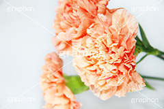 カーネーション,carnation,ナデシコ科,ナデシコ属,花,フラワー,flower,花束,贈り物,プレゼント,present,mother's day,母の日