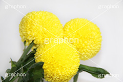 ぽんぽん菊,ピンポンマム,菊,キク科,花,フラワー,flower,花束,贈り物,プレゼント,present,yellow,黄色,丸,ぽんぽん,ポンポン,ピンポン菊,真実,高貴,ブーケ