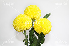 ぽんぽん菊,ピンポンマム,菊,キク科,花,フラワー,flower,花束,贈り物,プレゼント,present,yellow,黄色,丸,ぽんぽん,ポンポン,ピンポン菊,真実,高貴,ブーケ
