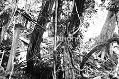 等々力渓谷(モノクロ),モノクロ,白黒,しろくろ,モノクローム,単色画,単彩画,単色