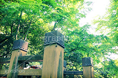 等々力渓谷(ヴィンテージ),トイカメラ撮影,トイカメラ,ヴィンテージ,ビンテージ,レトロ,お洒落,おしゃれ,オシャレ,味わい,トンネル効果