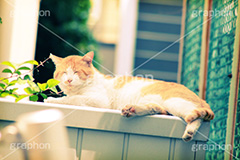 野良猫(ヴィンテージ),トイカメラ撮影,トイカメラ,ヴィンテージ,ビンテージ,レトロ,お洒落,おしゃれ,オシャレ,味わい,トンネル効果