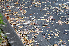 紅葉落葉,イチョウ落ち葉,イチョウ,いちょう,落ち葉,銀杏,紅葉,こうよう,もみじ,モミジ,紅葉狩り,黄葉,落葉広葉樹,カエデ科,秋,季語,色づく,キレイ,きれい,綺麗,照紅葉,照葉,japan,autumn,自然