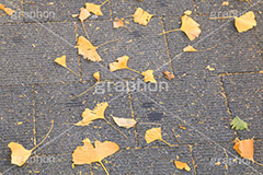 紅葉落葉,イチョウ落ち葉,イチョウ,いちょう,落ち葉,銀杏,紅葉,こうよう,もみじ,モミジ,紅葉狩り,黄葉,落葉広葉樹,カエデ科,秋,季語,色づく,キレイ,きれい,綺麗,照紅葉,照葉,japan,autumn,自然