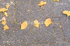 紅葉落葉,イチョウ落ち葉,イチョウ,いちょう,落ち葉,銀杏,紅葉,こうよう,もみじ,モミジ,紅葉狩り,黄葉,落葉広葉樹,カエデ科,秋,季語,色づく,キレイ,きれい,綺麗,照紅葉,照葉,japan,autumn,自然