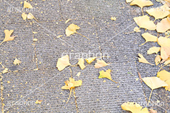 紅葉落葉,イチョウ落ち葉,イチョウ,いちょう,落ち葉,銀杏,紅葉,こうよう,もみじ,モミジ,紅葉狩り,黄葉,落葉広葉樹,カエデ科,秋,季語,色づく,キレイ,きれい,綺麗,照紅葉,照葉,japan,autumn,自然