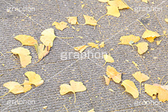 紅葉落葉,イチョウ落ち葉,イチョウ,いちょう,落ち葉,銀杏,紅葉,こうよう,もみじ,モミジ,紅葉狩り,黄葉,落葉広葉樹,カエデ科,秋,季語,色づく,キレイ,きれい,綺麗,照紅葉,照葉,japan,autumn,自然