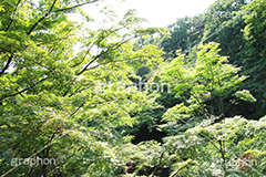 等々力不動尊,不動尊,不動堂,神社,行者,利益,交通安全,巡礼,学業成就,等々力渓谷,等々力,渓谷,世田谷区,世田谷,谷沢川