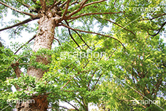イチョウ深緑,深緑,緑,初夏,イチョウ,いちょう,銀杏,落葉広葉樹,カエデ科,季語