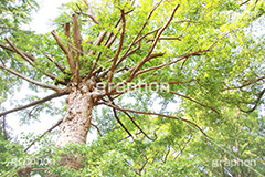 イチョウ深緑,深緑,緑,初夏,イチョウ,いちょう,銀杏,落葉広葉樹,カエデ科,季語